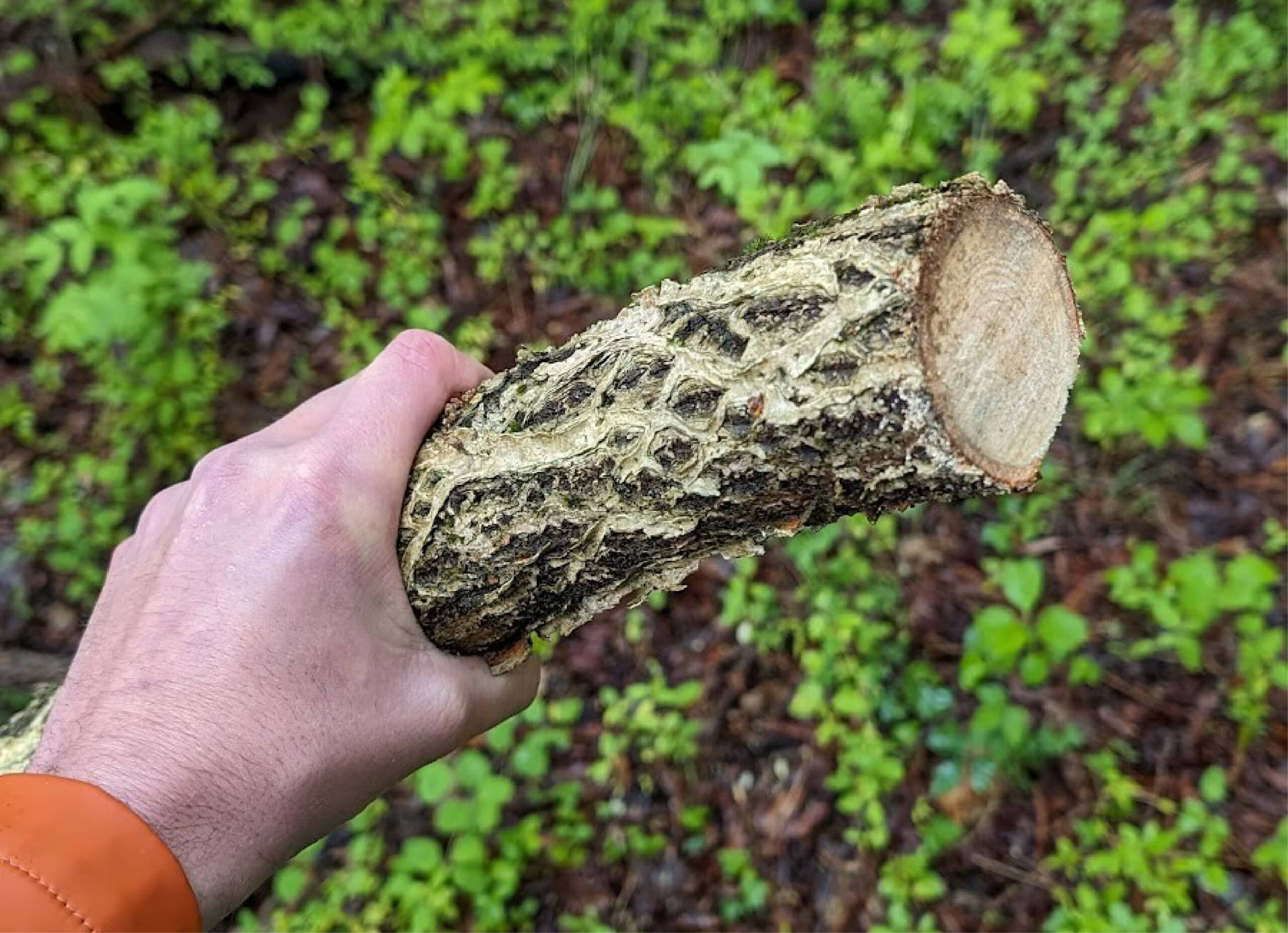 A hand holding a large, cut vine of bittersweet