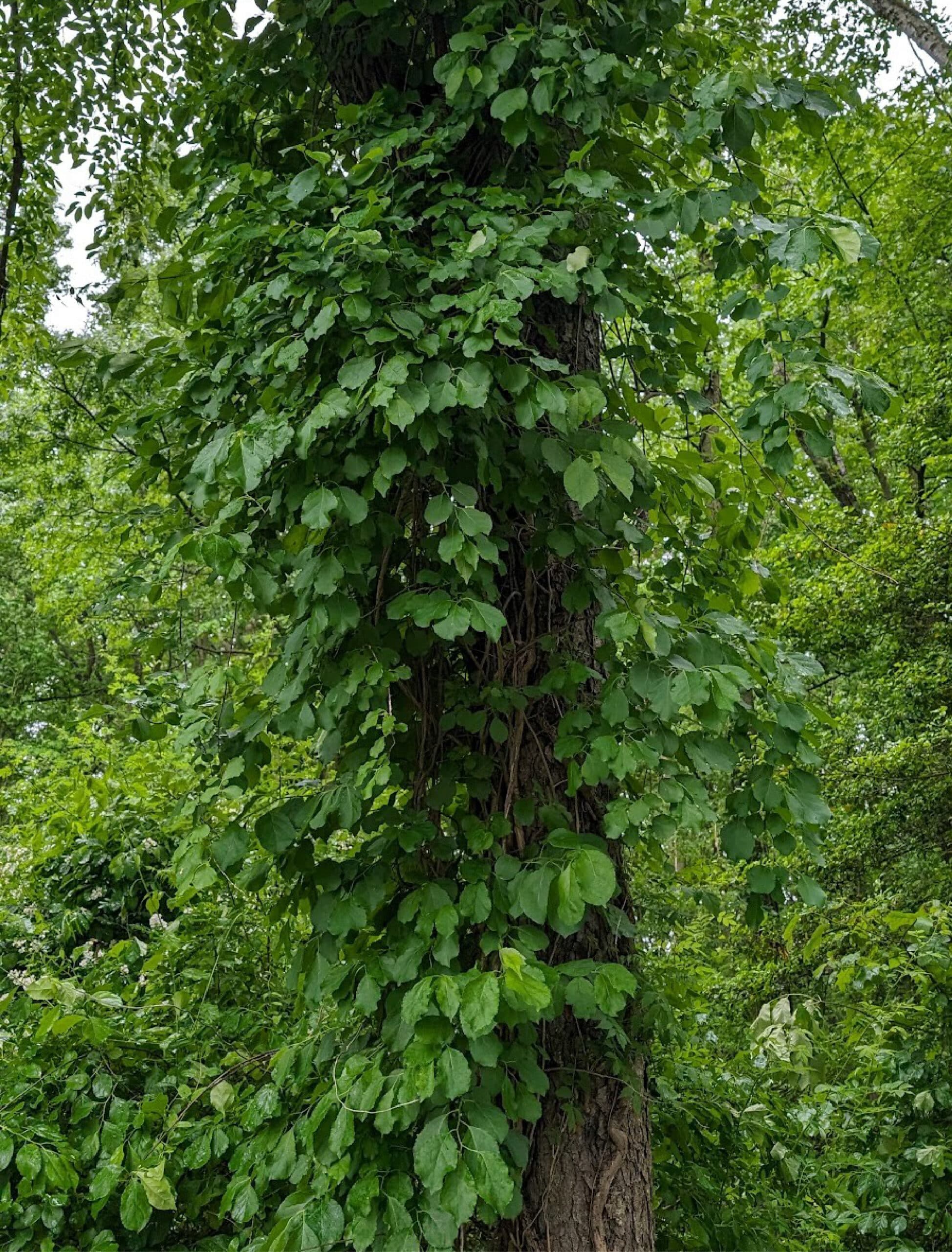 Dense growth of vines and leaves climbing up a tree trunk