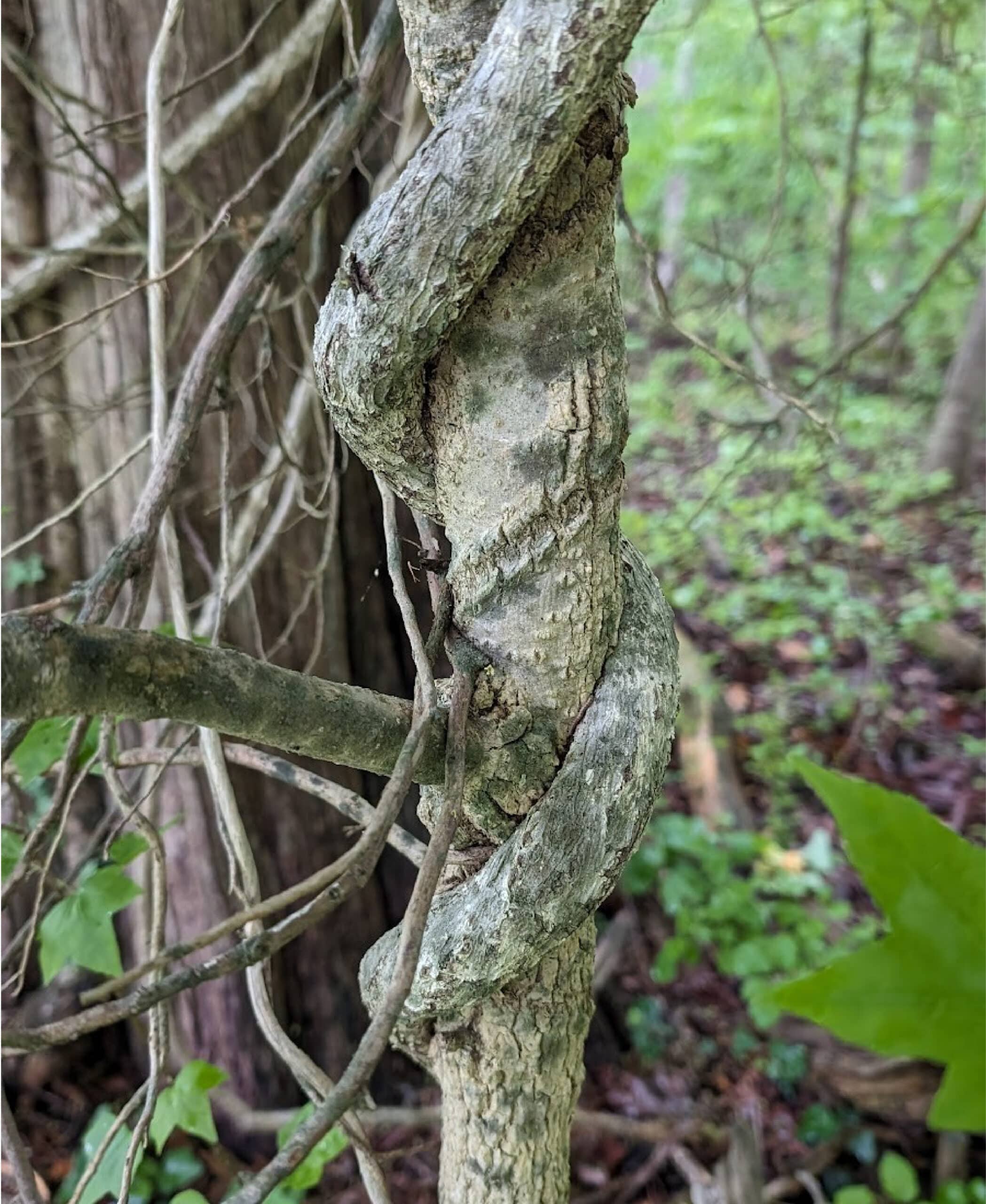 A vine wrapping tightly around a small tree