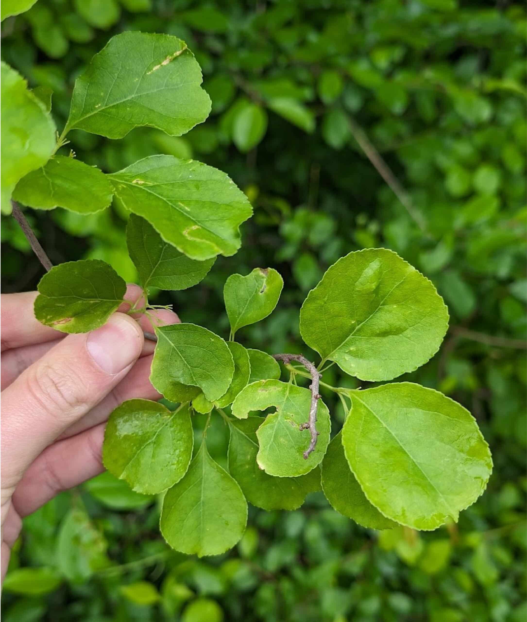 A hand holding a young bittersweet plant with its oval leaves in the foreground