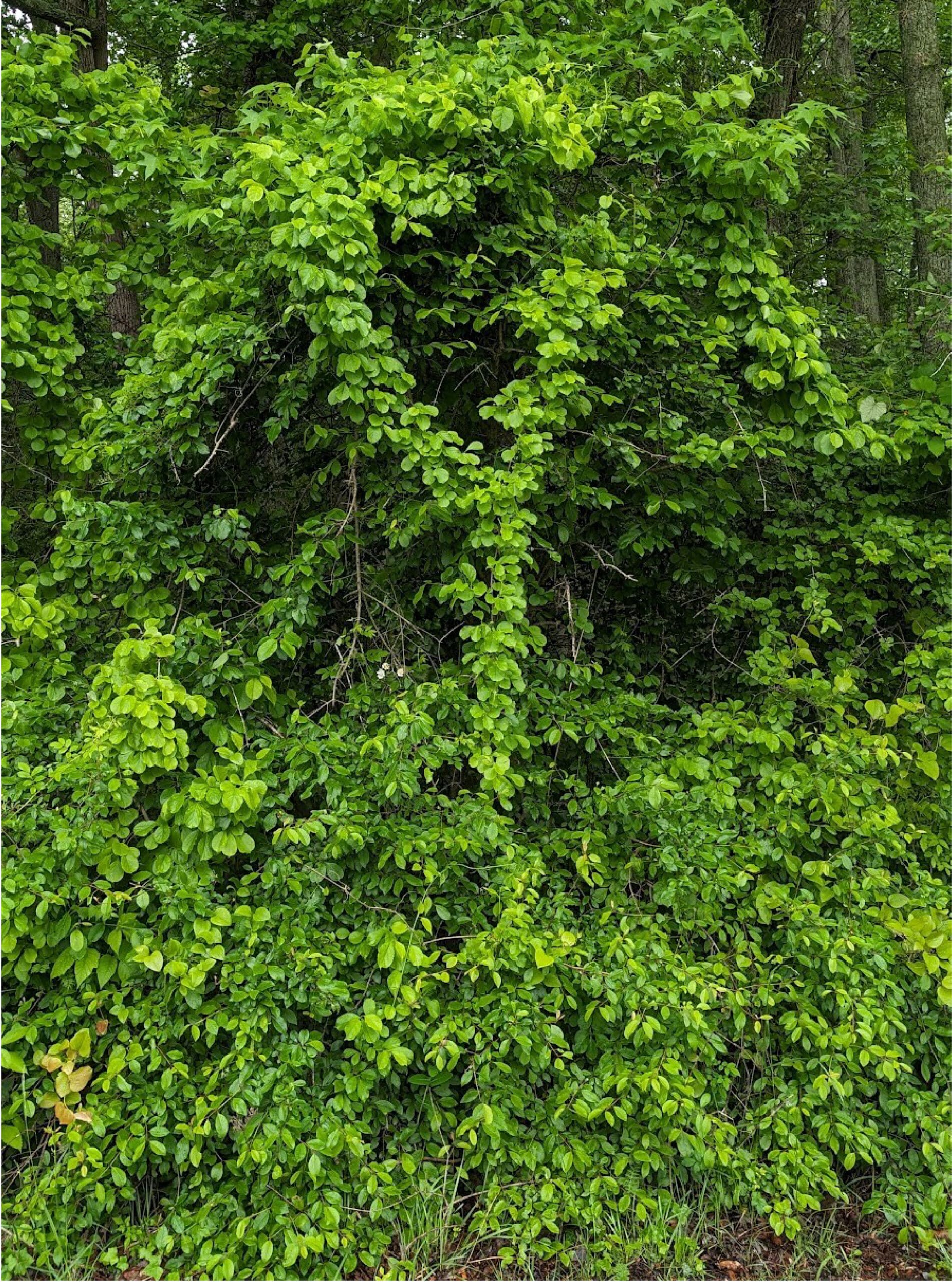 A dense patch of vines covering the ground and climbing surrounding plants