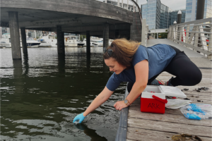 A person with long brown hairpulled back into a pony tail kneeling on a wooden dock reaching a gloved hand into water to collect a sample.