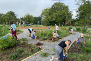 A group of people bent over or kneeling to conduct garden maintenance.