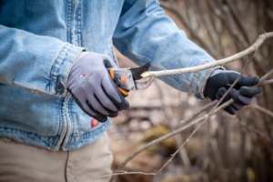 A person wearing work gloves while they cut a small live stake with pruning shears.