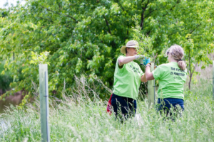 Two riparian ranger volunteers removing a bird net from the top of a tree tube.