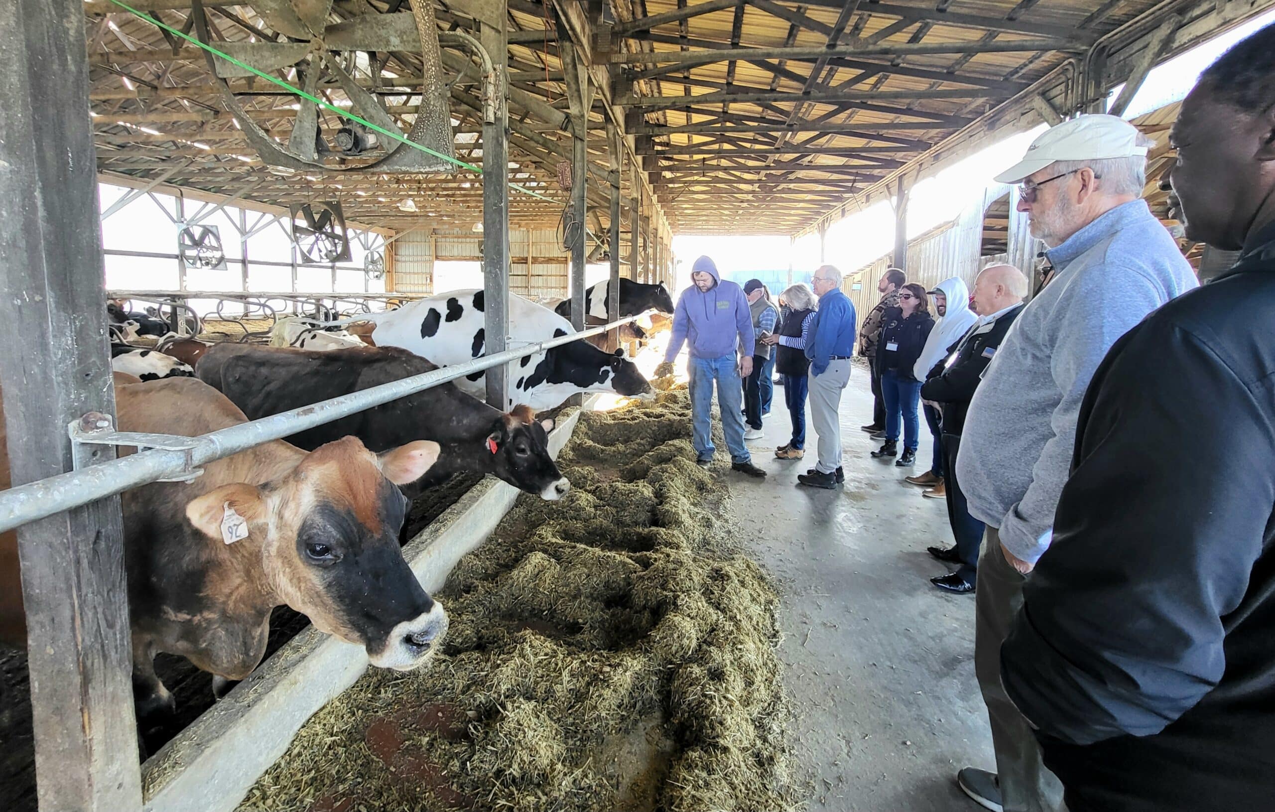 A group of people observing a row of cows in a barn