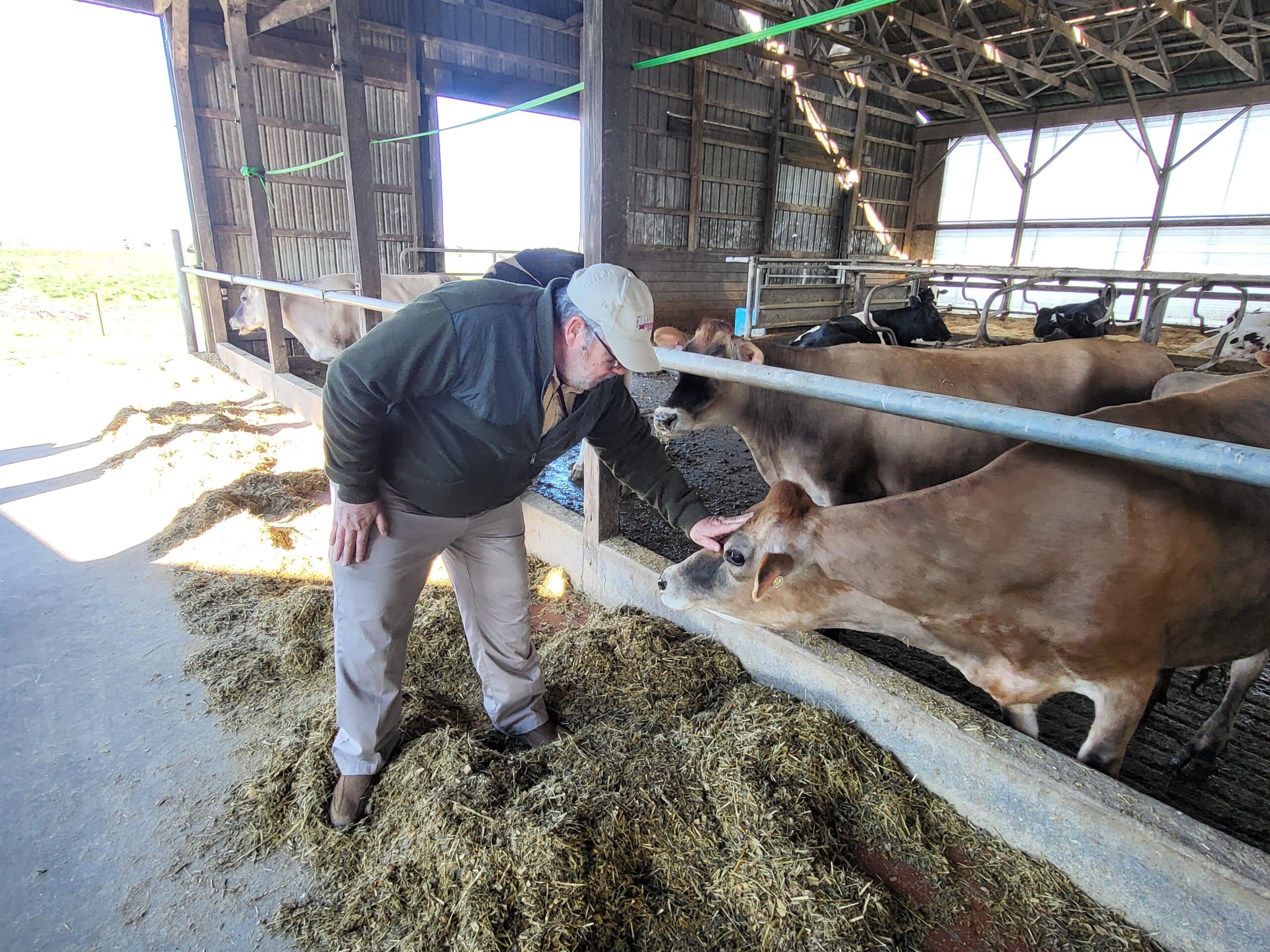 A person crouches to pet a cow on the head