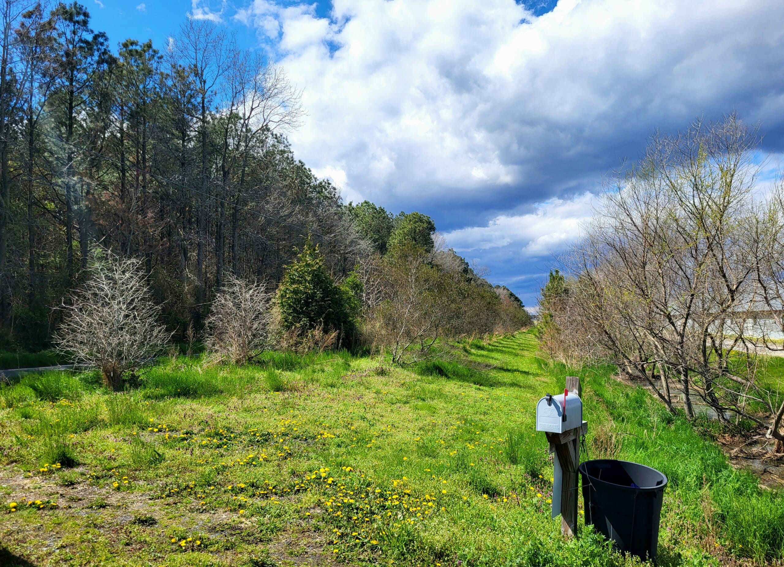 Row of trees with a mailbox in the foreground