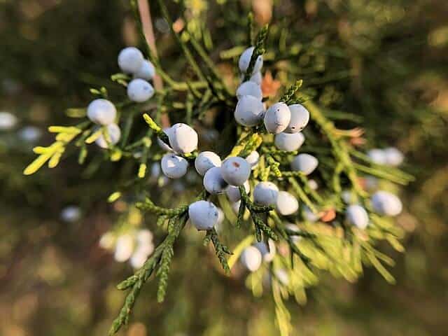 plant branches with many light blue round fruit on them