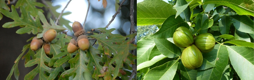 Two closeups of acorns and hickory nuts on tree branches