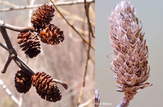 a closeup of multiple pine cones next to a closeup of a lighter, white cone