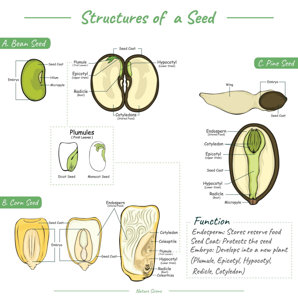 Structures of a seed, A, bean seed, B. Corn seed, C. Pine seed