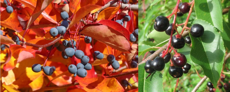 two closeups of different plants with round, blue fruits on the branches