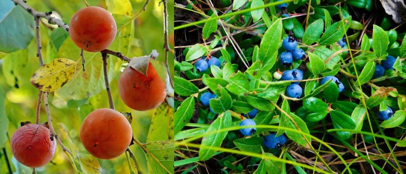 a closeup of red berries next to a closeup of blue berries