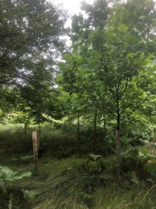 Healthy young trees next to older, larger trees