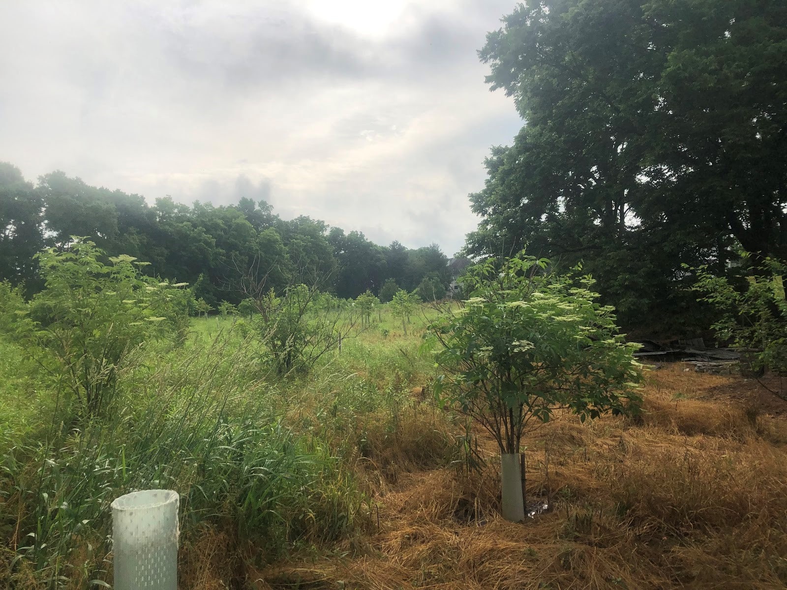 Trees emerging from tree tubes