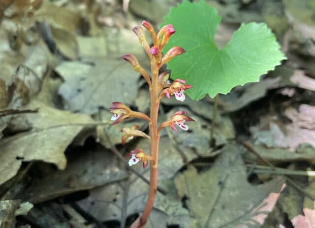 A closeup of a yellowish plant with purple tips