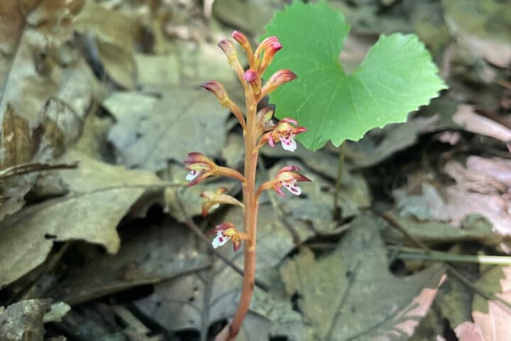 A closeup of a yellowish plant with purple tips