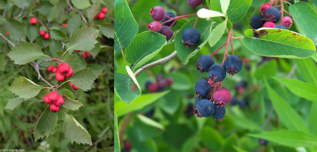 A close up of red fruit next to a closeup of blue/red fruit on plant branches