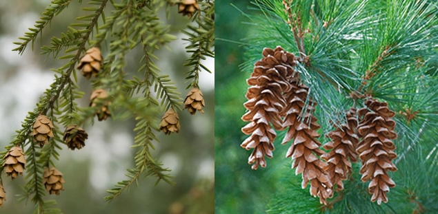 two closeups of different species of pine cones