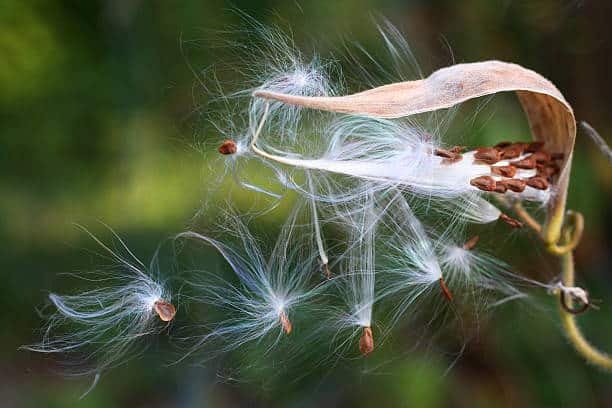 a closeup of fluffy seeds been blown by the wind