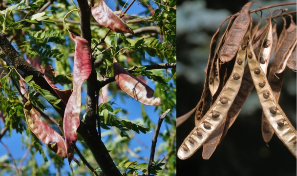 Two closeups of seed pods on tree branches