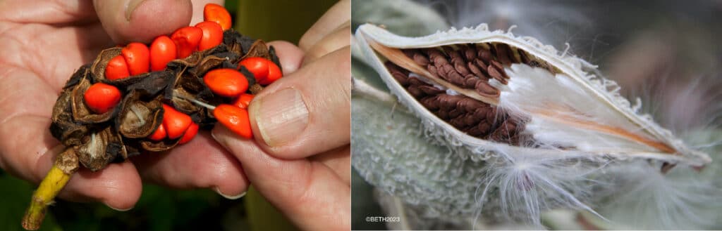 A closeup of a row of red seeds next to a closeup of a fluffy white seed pod