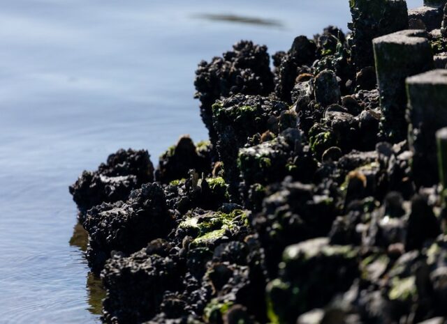 Vertical structures of oysters growing next to water