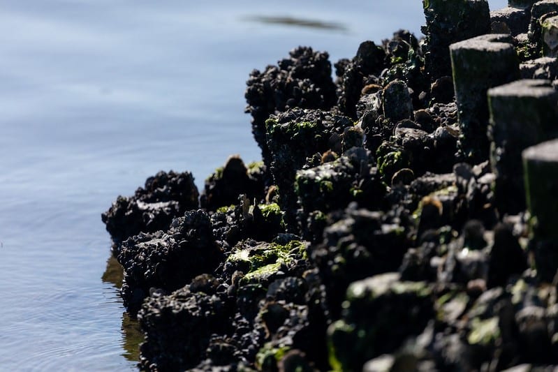 Vertical structures of oysters growing next to water