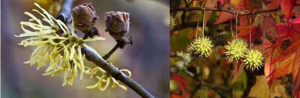 two closeups of spiky light green plants