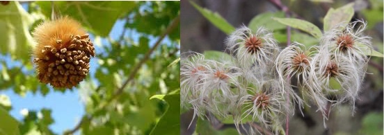 Two closeups of spherical fuzzy plants