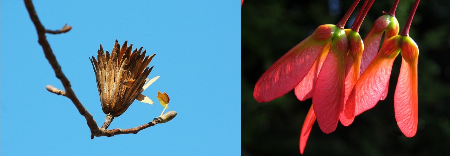 a closeup of long brown seed pods (left) and propeller-like, light red seed pods (right)