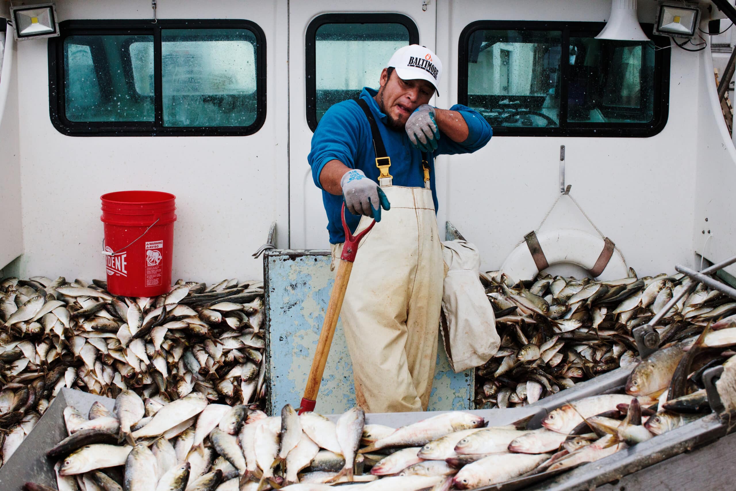 A person wiping their face on a boat with a large group of fish on a conveyer belt in the foreground