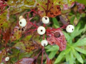 Close up view of 5 red osier dogwood's white berries with a black dot in the center surrounded by green leaves that are turning red in the Fall.