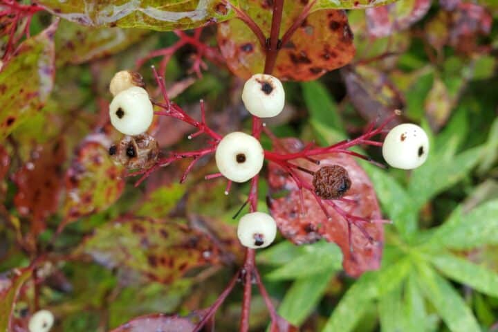 Close up view of 5 red osier dogwood's white berries with a black dot in the center surrounded by green leaves that are turning red in the Fall.