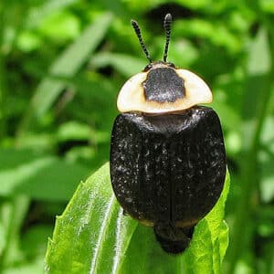 An adult carrion beetle sitting on a leaf.