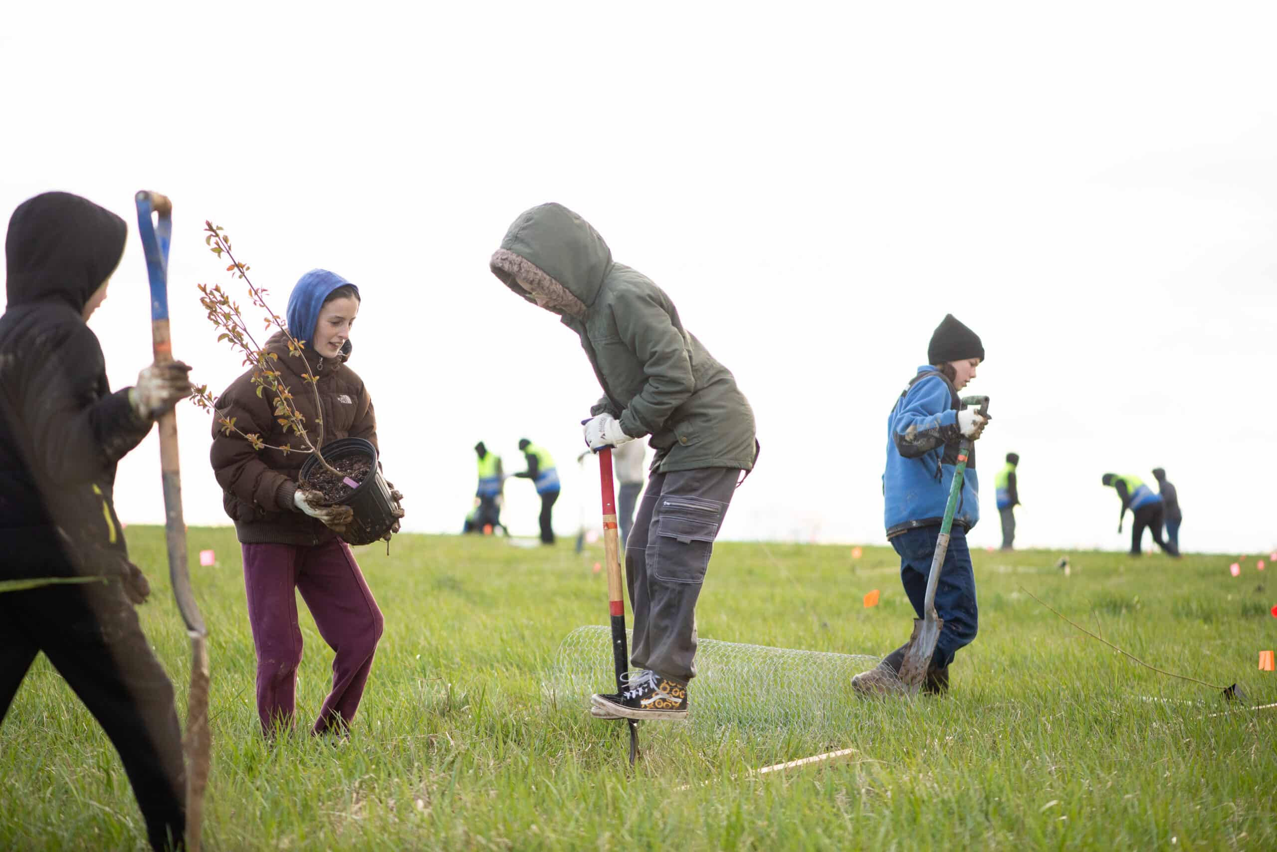 A group of people dig a hole to plant a tree in a field