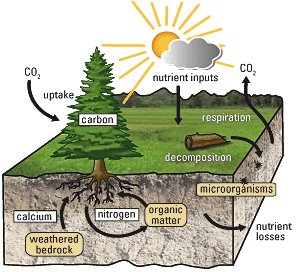 Nutrient cycle diagram with arrows showing carbon dioxide uptake by plants, decomposition, and plant respiration processes.