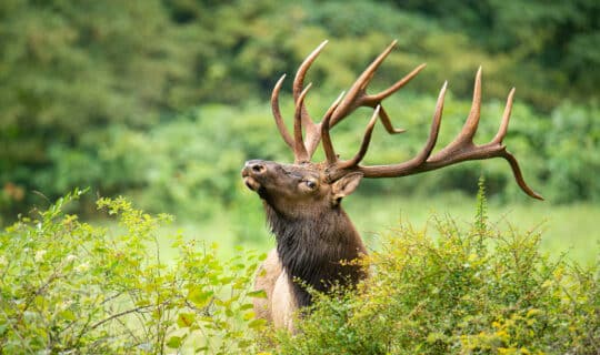 an elk raises its head up from behind a shrub