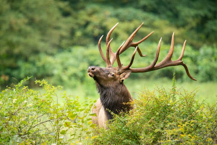 an elk raises its head up from behind a shrub