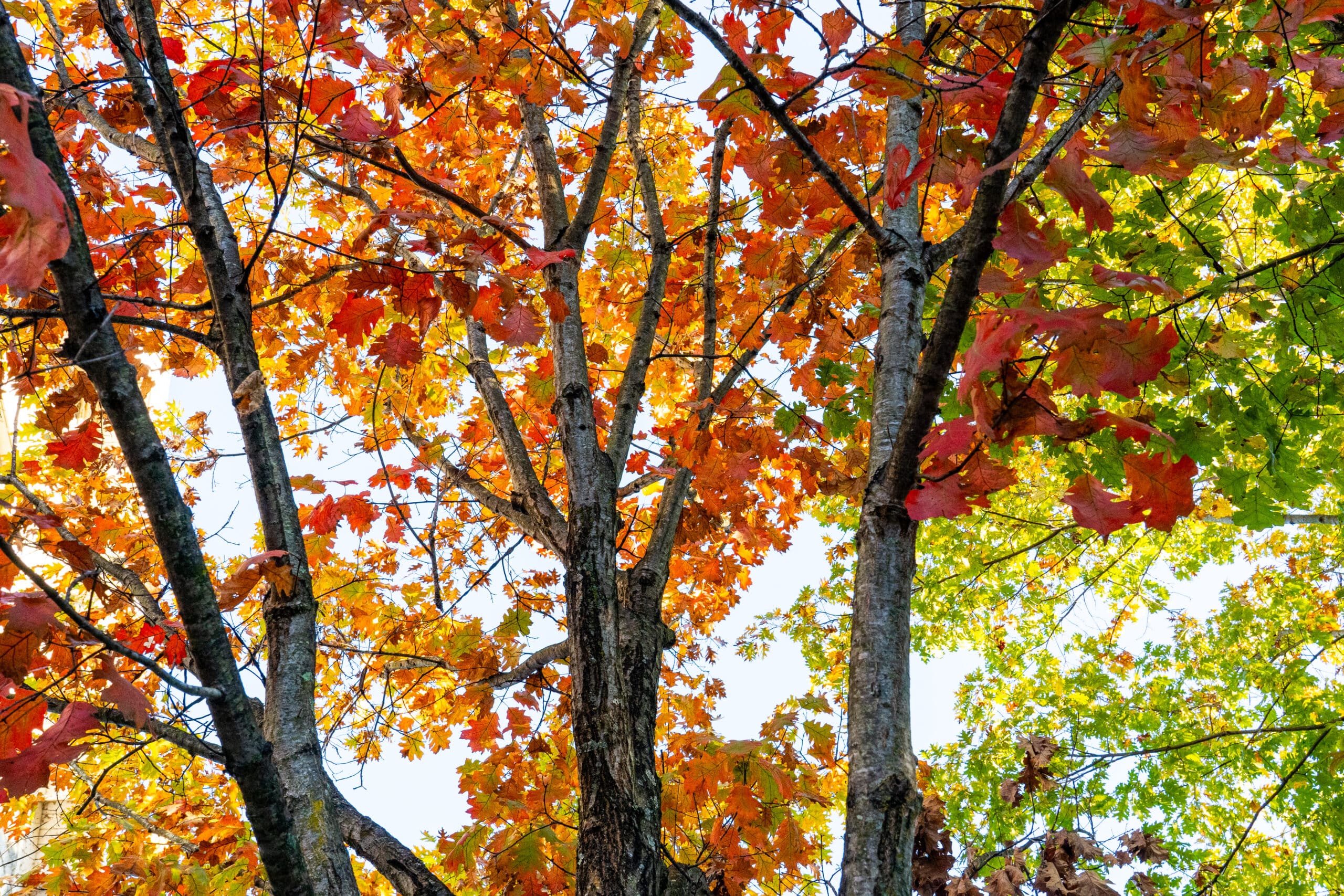 Trees with red and orange leaves