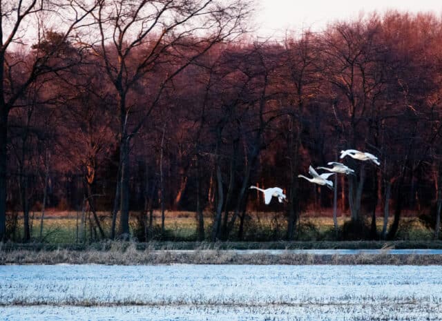 four white birds fly over a snowy field