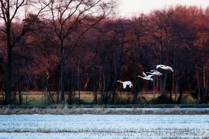 four white birds fly over a snowy field