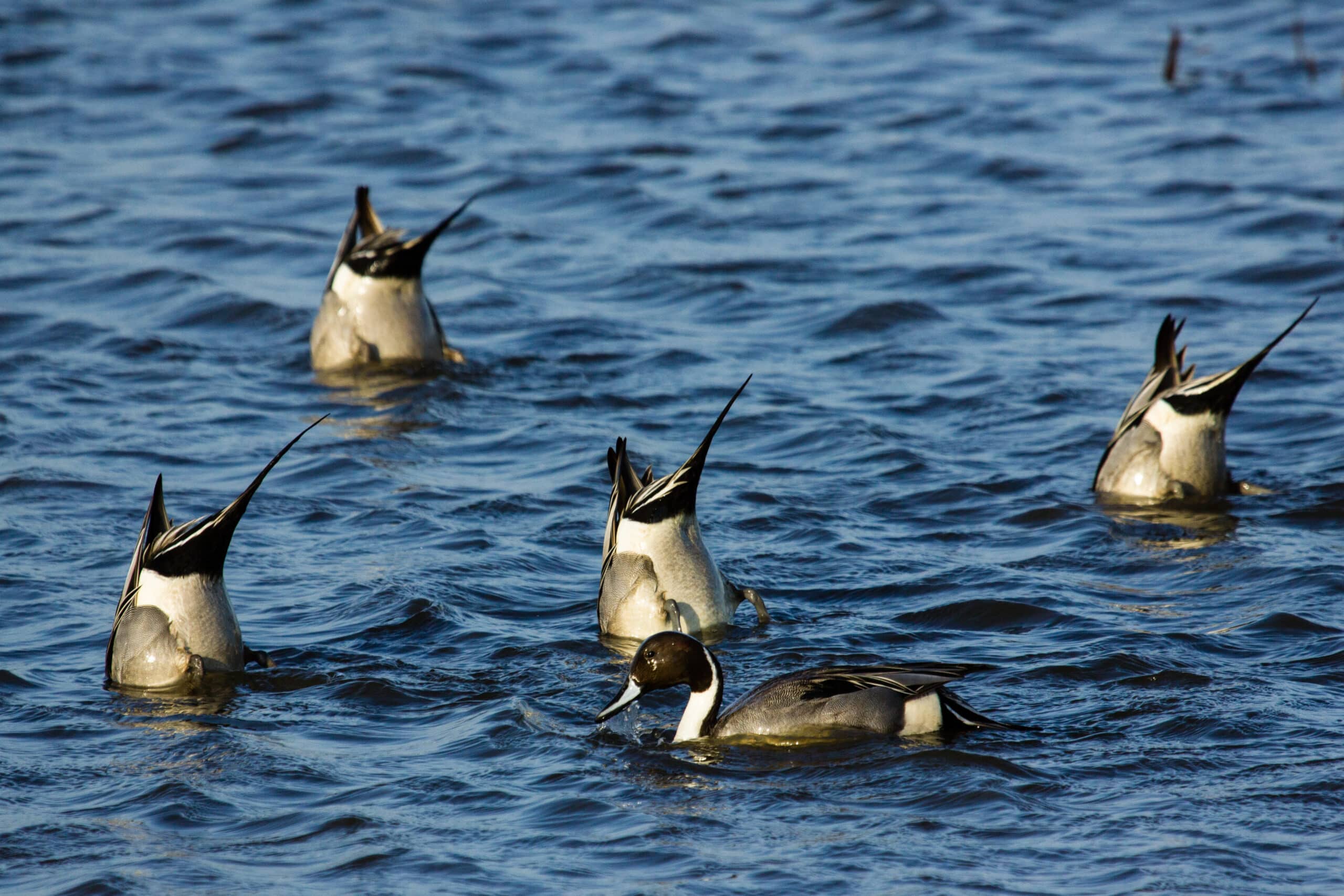 black and white ducks dip their heads into the water