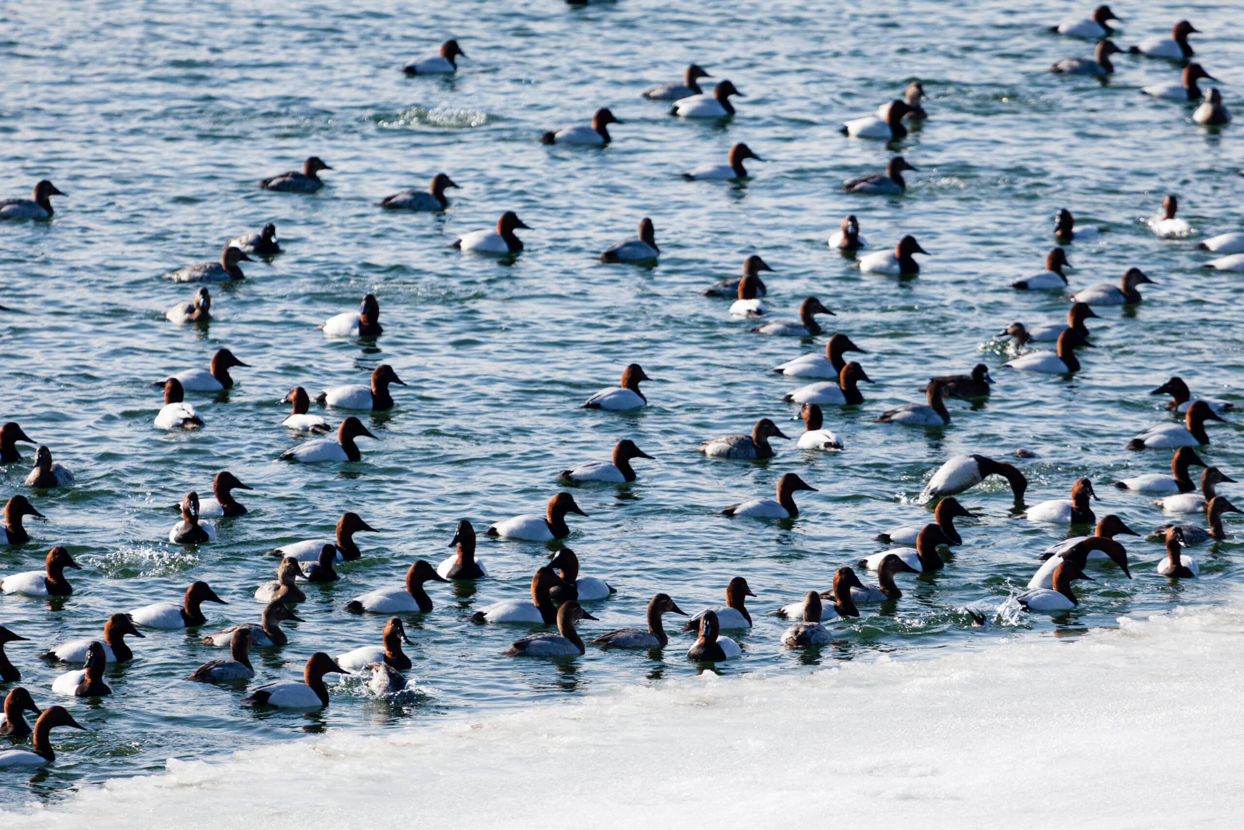 a large group of black and white ducks float in open water