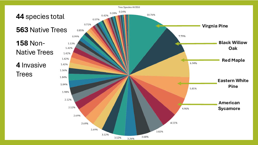 Tree Species at BSU
