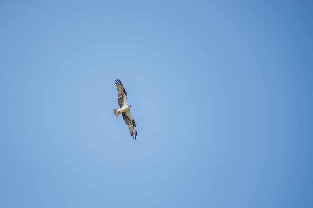 An osprey flying overhead