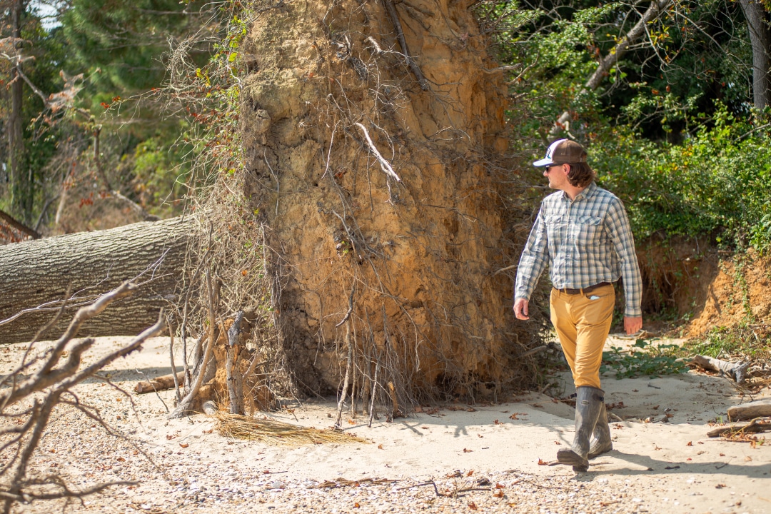 A person walks by a large fallen tree while looking at it