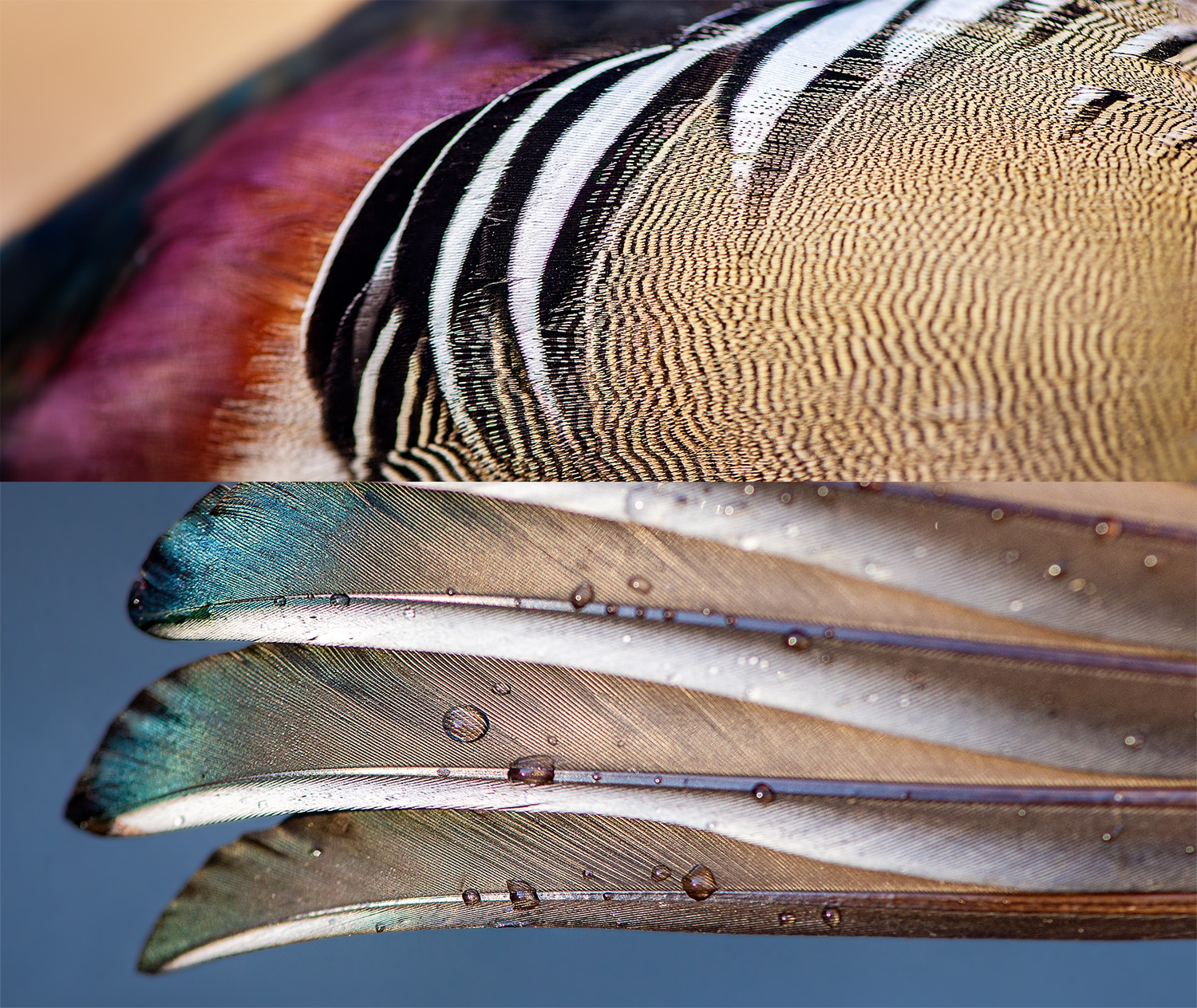 Painted with gold, orange, purple, blue, green, black, and white, Wood Duck feathers are intricate and beautiful.