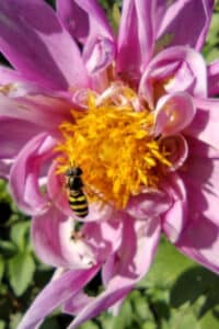 A bee on a purple flower